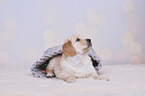 Golden Retriever Puppy
