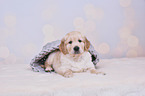 Golden Retriever Puppy