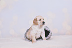 Golden Retriever Puppy