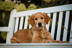 young Golden Retriever