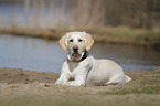 lying Golden Retriever