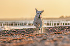 running Golden Retriever