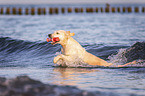 playing  Golden Retriever