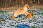 playing Golden Retriever Dog