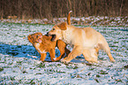 playing Golden Retriever Dog