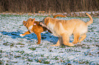 playing Golden Retriever Dog