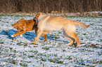 playing Golden Retriever Dog