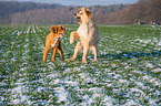 playing Golden Retriever Dog