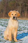 sitting Golden Retriever Dog