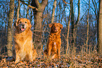 sitting Golden Retriever Dog