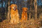 sitting Golden Retriever Dog