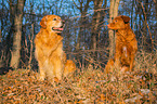 sitting Golden Retriever Dog