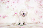 sitting Golden Retriever Puppy