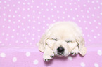 lying Golden Retriever Puppy