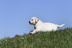 running Golden Retriever Puppy