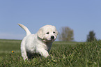 walking Golden Retriever Puppy