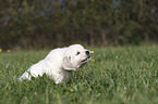 sitting Golden Retriever Puppy