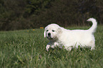walking Golden Retriever Puppy