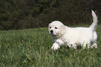 walking Golden Retriever Puppy