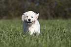 standing Golden Retriever Puppy