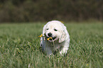 standing Golden Retriever Puppy