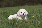 lying Golden Retriever Puppy
