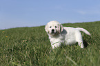 standing Golden Retriever Puppy