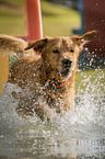 Golden Retriever in the pool