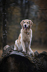 sitting Golden Retriever