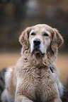 lying Golden Retriever