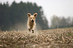 running Golden Retriever