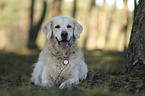 lying Golden Retriever