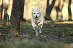 running Golden Retriever