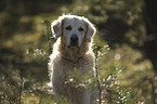 Golden Retriever portrait