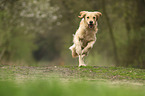running Golden Retriever
