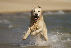 running Golden Retriever