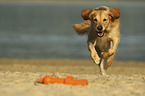 running Golden Retriever