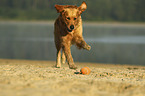 running Golden Retriever