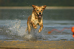 running Golden Retriever