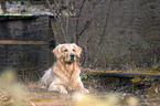 lying Golden Retriever