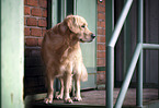 standing  Golden Retriever
