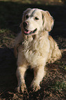 lying Golden Retriever