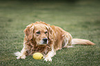 lying Golden Retriever