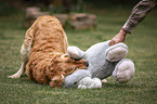 human with Golden Retriever