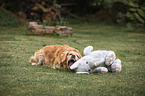 playing Golden Retriever