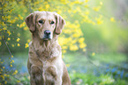 Golden Retriever portrait