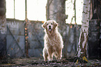 standing Golden Retriever