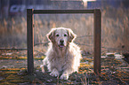 lying Golden Retriever