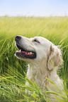 Golden Retriever portrait