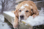 lying Golden Retriever